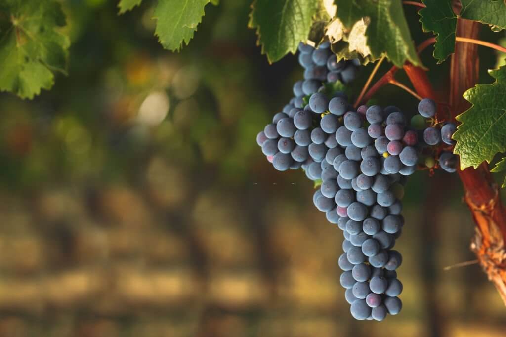 Acidic Grapes Affect Your Health