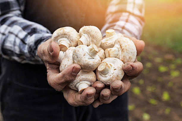 Does eating too many mushrooms cause heartburn